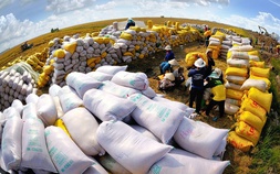 Xuất khẩu gạo của Việt Nam tăng mạnh nhất trong vòng 10 năm