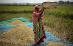 Châu Á chuẩn bị đối mặt với nhiều 'cú sốc' hơn về giá gạo