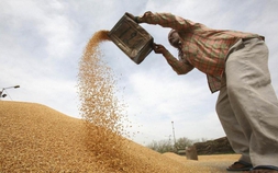 Cuộc khủng hoảng lúa gạo toàn cầu đang leo thang