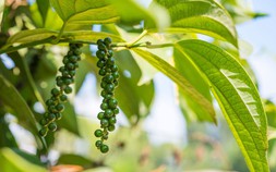 Giá tiêu hôm nay 26/9: Giảm 500 đồng/kg