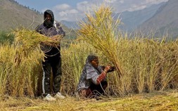 Xuất khẩu gạo basmati giảm do nguồn cung từ Pakistan tăng mạnh