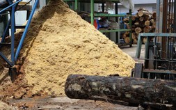 Malaysia và Nhật Bản thử nghiệm tái chế cây cọ chết thành nhiên liệu sinh học