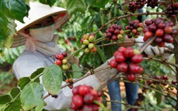 Giá cà phê tăng 20% khi nhiệt độ toàn cầu ảnh hưởng đến thị trường hàng hóa