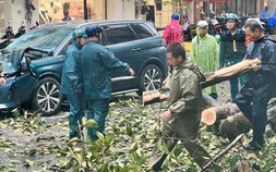 Cây xanh ở TP.HCM đổ hàng loạt do mưa lớn kèm gió giật mạnh