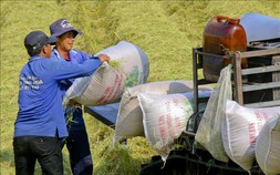 Nhu cầu yếu khiến giá gạo xuất khẩu giảm