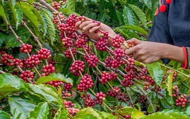 Giá cà phê đồng loạt tăng trở lại, trong nước thêm 500 đồng/kg