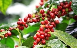 Thị trường nông sản ngày 3/12: Giá cà phê giảm, giá tiêu tăng nhẹ