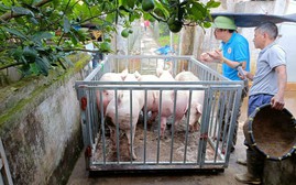 Giá heo hơi hôm nay 9/2: Giá thịt heo sỉ hồi phục, tín hiệu tích cực cho giá heo hơi