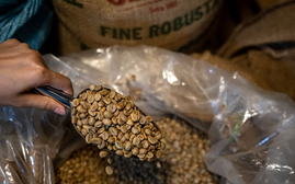 El Nino sẽ 'thổi' giá cà phê robusta tại thị trường châu Á