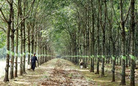 Giá cao su hôm nay 23/9: Tăng trên sàn châu Á