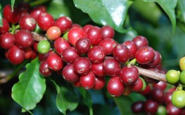 Giá cà phê hôm nay 30/9: Giảm không đáng kể