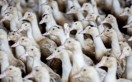 Úc: Cúm gia cầm tấn công trang trại vịt