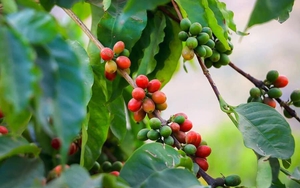 Sản lượng cà phê thế giới được dự báo tăng gần 5% trong năm 2022