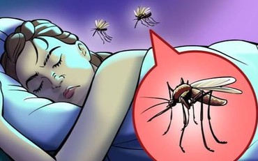 Tại sao muỗi thường vo ve gần tai bạn và cách để tránh nó?