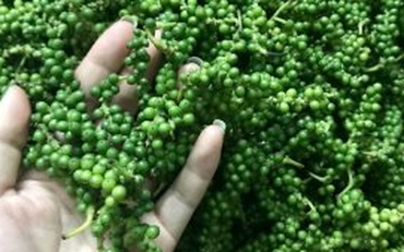 Xuất khẩu hồ tiêu hai tháng đầu năm giảm về lượng nhưng giá trị tăng vọt