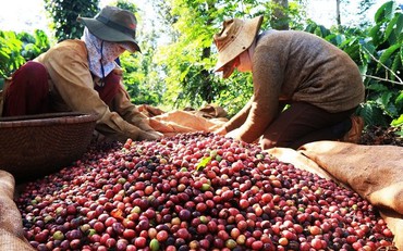 Giá cà phê trong nước giảm theo giá thế giới