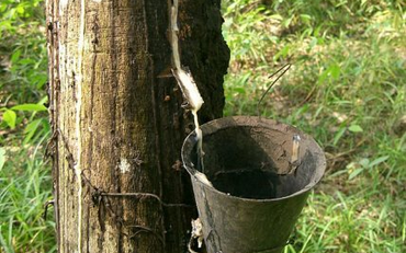 Xuất khẩu cao su phục hồi