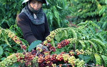 Algeria là thị trường tiềm năng cho hàng nông sản, thực phẩm Việt
