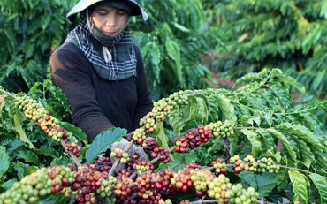Giá cà phê giảm gần 1.500 đồng/kg trong tuần qua
