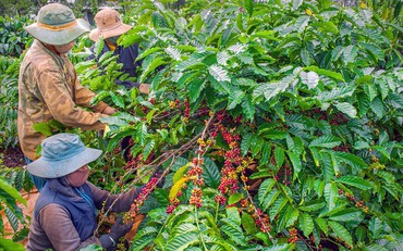 Xuất khẩu cà phê của Việt Nam được dự báo có thể đạt 4 tỷ USD trong năm nay