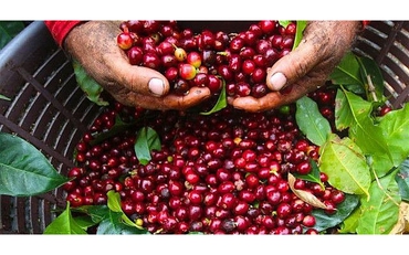Thị trường nông sản ngày 16/5: Xuất khẩu cà phê của Việt Nam tiếp tục tăng