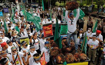 Nông dân Indonesia biểu tình phản đối lệnh cấm xuất khẩu dầu cọ

