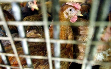 Singapore tìm giải pháp ổn định nguồn cung sau khi Malaysia hạn chế xuất khẩu gà