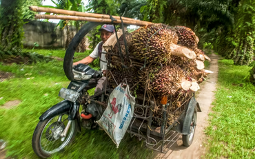 Tương lai đầy ảm đạm của nông dân trồng dầu cọ Indonesia