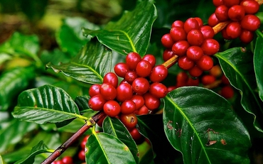 Giá hồ tiêu và cao su đồng loạt giảm