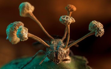 Hình ảnh con ruồi bị nhiễm nấm 'thây ma' giành chiến thắng trong cuộc thi ảnh sinh thái