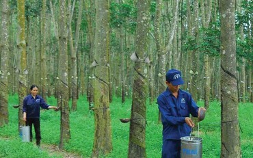 Cao su Việt Nam báo lãi ròng gần 1.068 tỷ đồng trong quý 2