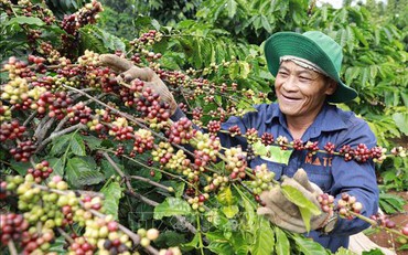 Thị trường nông sản ghi nhận tín hiệu phục hồi từ giá tiêu, cà phê 