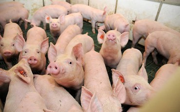 Giá heo hơi hôm nay 23/9: Tiếp tục xu hướng giảm