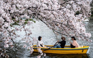 Hoa anh đào nổi tiếng của Nhật Bản nở sớm khi khí hậu ấm lên