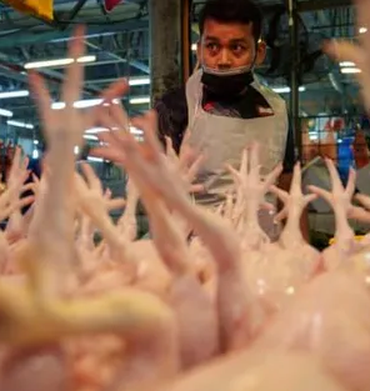 Malaysia sẽ tiếp tục áp giá trần đối với gà