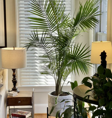 11 loại cây nhiệt đới lớn bạn có thể dễ dàng trồng trong phòng khách