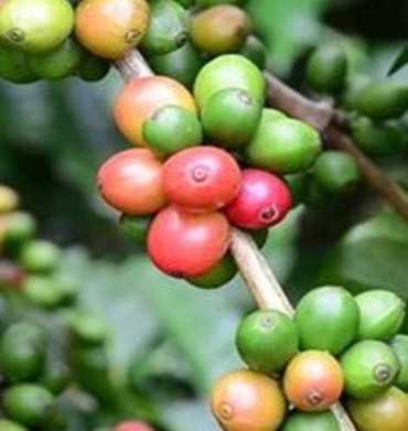 Thị trường nông sản 24/3: Giá cà phê thế giới tăng giảm trái chiều
