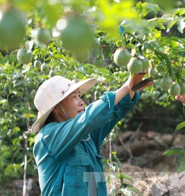 Quy định xuất khẩu chanh leo chính ngạch sang Trung Quốc
