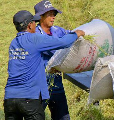 Nhu cầu yếu khiến giá gạo xuất khẩu giảm