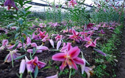 Hoa ly rụng đỏ gốc sát Tết, nông dân thiệt hại nặng nề