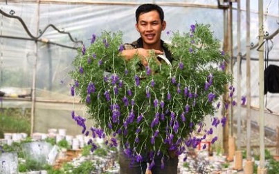 Độc đáo bonsai lavender chơi Tết