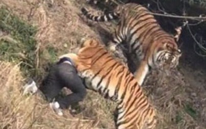 Bị hổ vồ chết vì trèo tường để trốn vé vào vườn thú