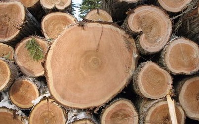 Lâm tặc cướp 45 lóng gỗ là bảo vệ rừng "bịa đặt"