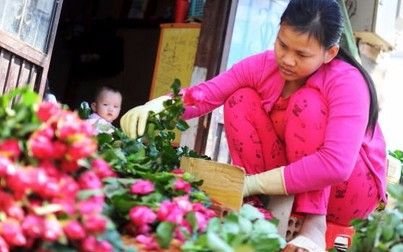 Giá hoa hồng Đà Lạt tăng 6 lần, nông dân phấn khởi