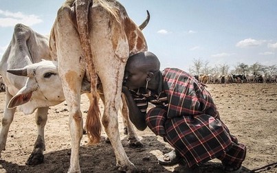 Bộ lạc châu Phi uống sữa trực tiếp từ vú bò
