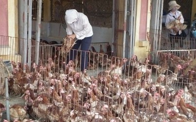 Lo gà bệnh từ Trung Quốc tràn vào Việt Nam