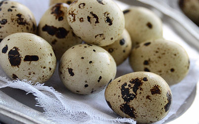 Những lợi ích tuyệt vời của trứng cút: Gia đình có con nhỏ nên ăn thường xuyên