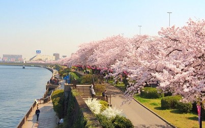 Ngắm hoa và thưởng thức lá anh đào ngâm muối ở Nhật