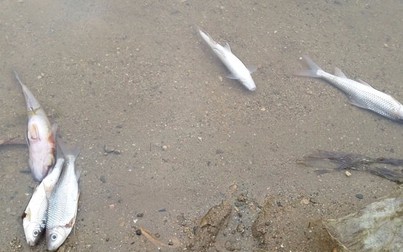 Thanh Hóa: Nghi ô nhiễm nước cá trên sông chết hàng loạt