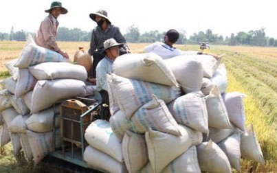 Bộ Công Thương xác minh thông tin tốn 20.000 USD xin giấy phép xuất khẩu gạo
